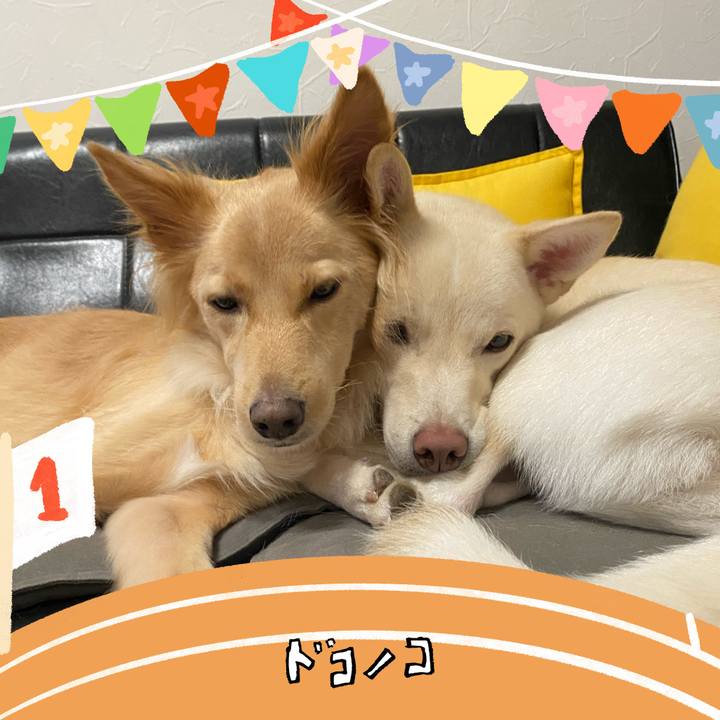 9fde74a0 b4af 4da0 8e5e 0de01b5cb515 1763814802741