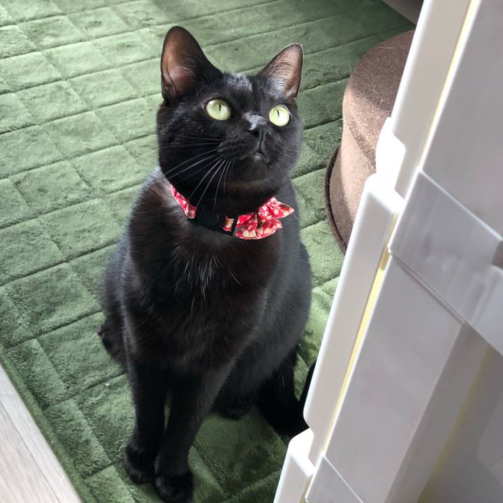 9fe26216 27fc 4639 bf41 5216343b0d79 1526037596166