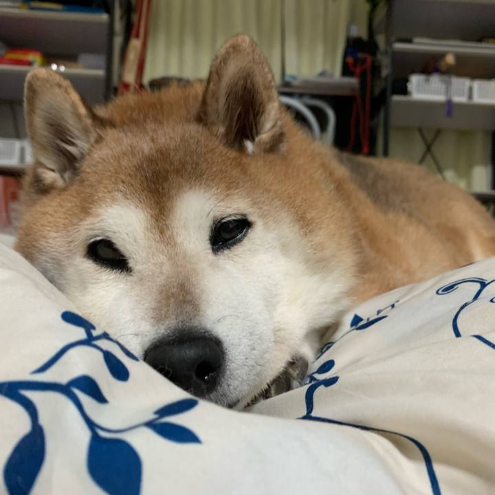 9fe2ba3e 56f6 4450 a56b bc9ebb804ccc 1572186207998