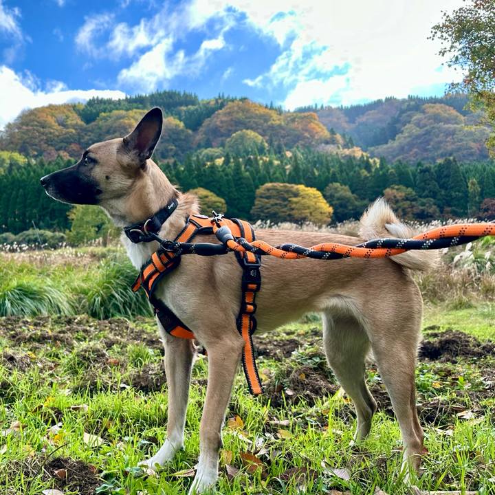 9fe4826f 38de 432d baad 7868fbed3fd2 1731920610847