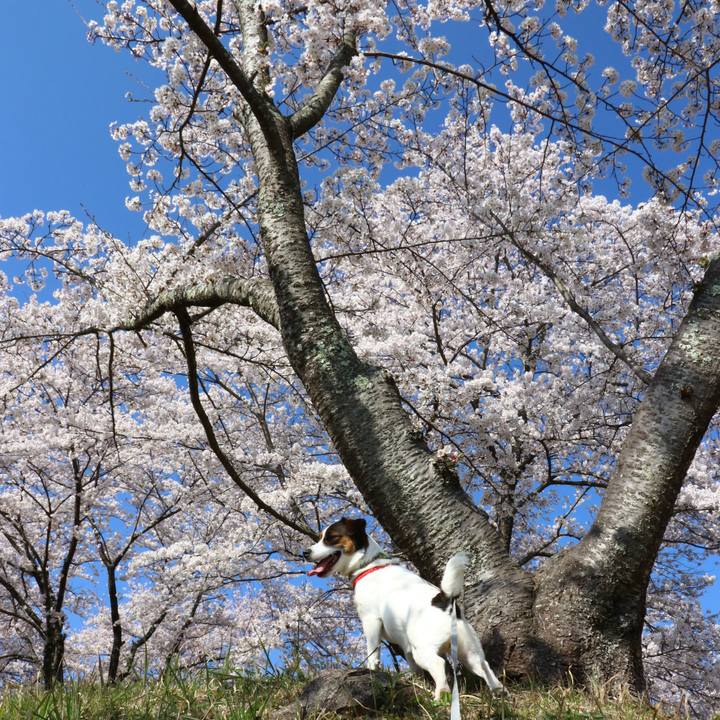 9fe4a7c3 73b7 4b2a a860 e218a19bb8d3 1554538404152