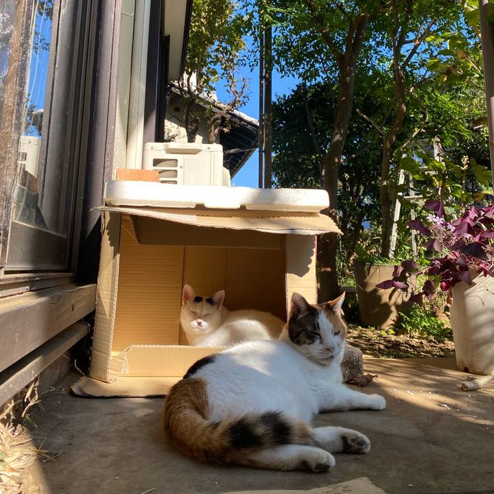 9fe783a9 b330 46ce 9201 51a4def841a8 1635163660000