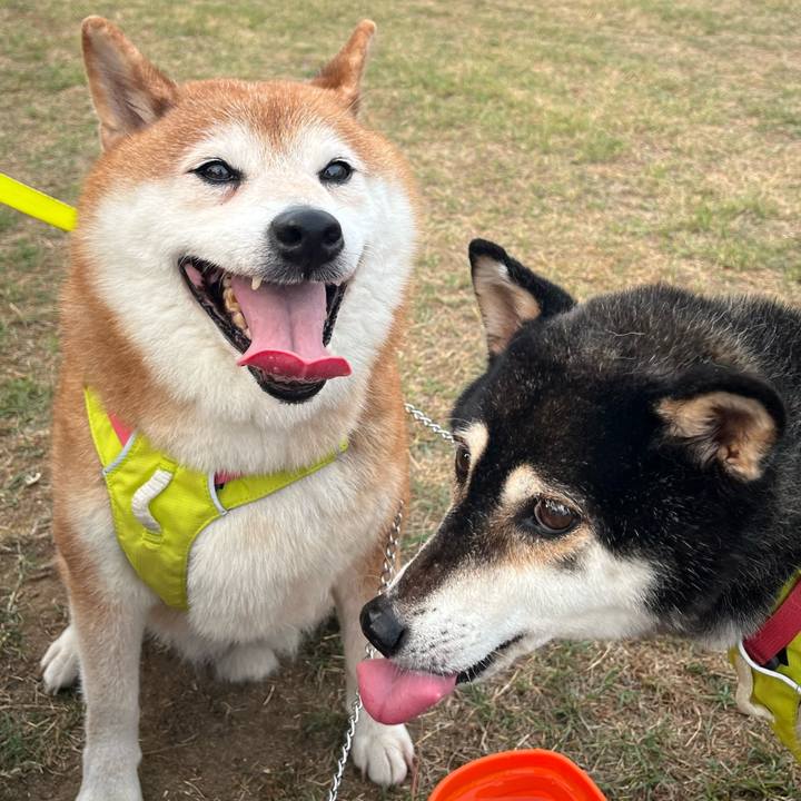 9fe7f9c9 960c 4892 a202 f99da0be1bbe 1757646957531