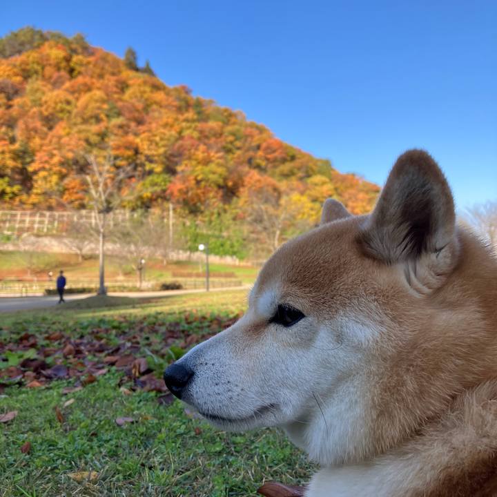 9fed093c 9141 408f 8af5 77ff5590c4ac 1763106676778