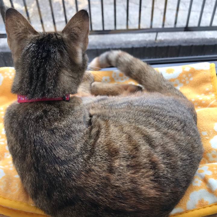 9ff18b8c 2339 4acc b63d dfe726aa8a83 1580438545645