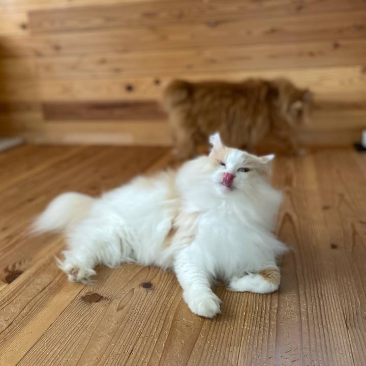 9ff281c2 c2de 4b45 8858 e3da6dfe4504 1656450289526