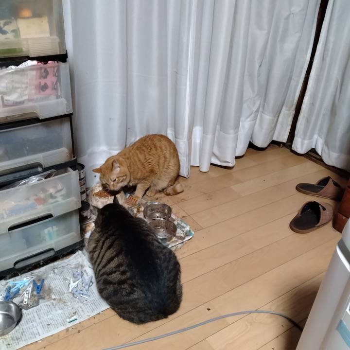 9ff34879 1491 4c5a bcfa 0a69f0bd4b87 1708293623118