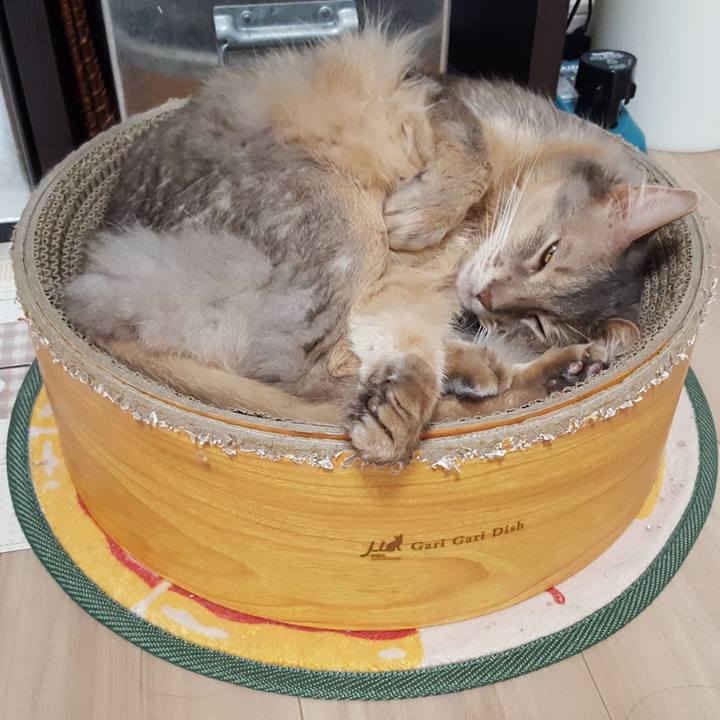 9ff56054 31cf 4309 8f00 3cfea63adf88 1589377786488