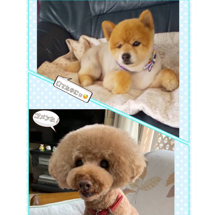 9ff92d5d 39dc 461d 8b47 dfb2052dc259 1559115353576