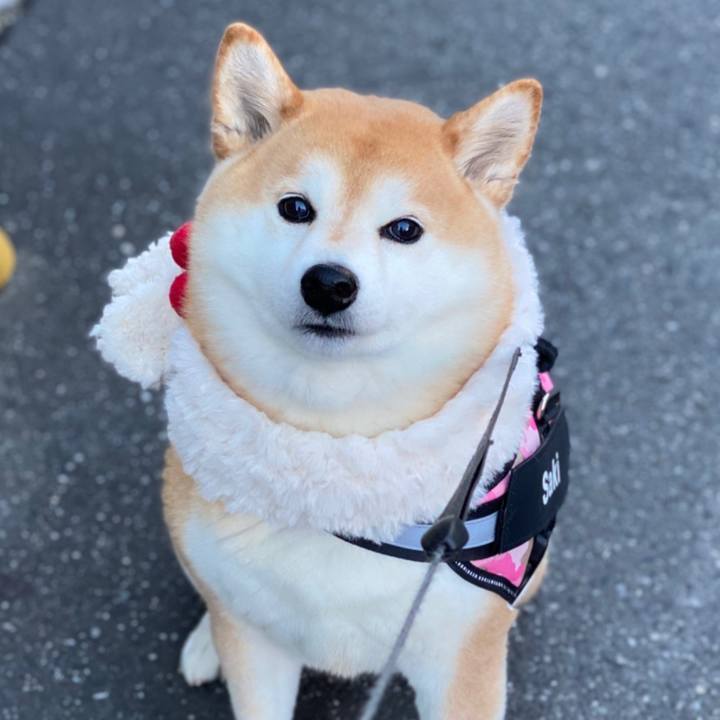 9ffa6a2c 64aa 4c54 8bed be12697511ee 1640003779408