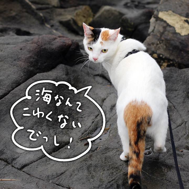 9ffc2b75 07e6 48c4 991f f54940c22271 1574156660435