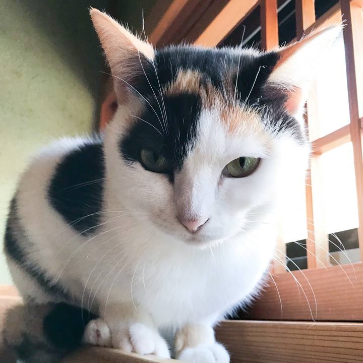 A00317e1 d2a0 44c4 a31d dffe82cc0784 1512812544351