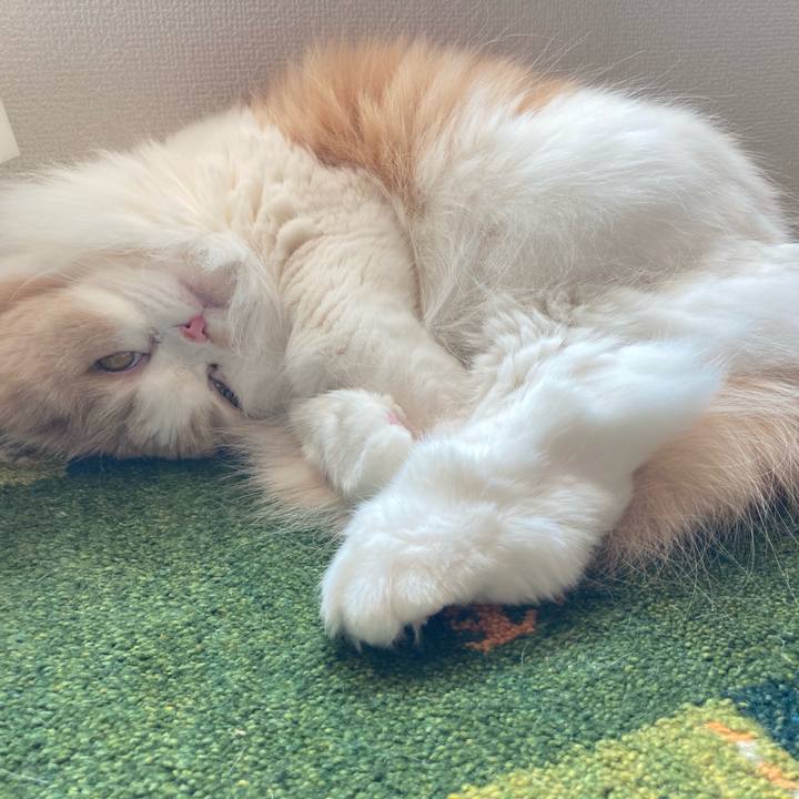 A004438e c0ce 4ecb 9953 62278a55c526 1612737494527