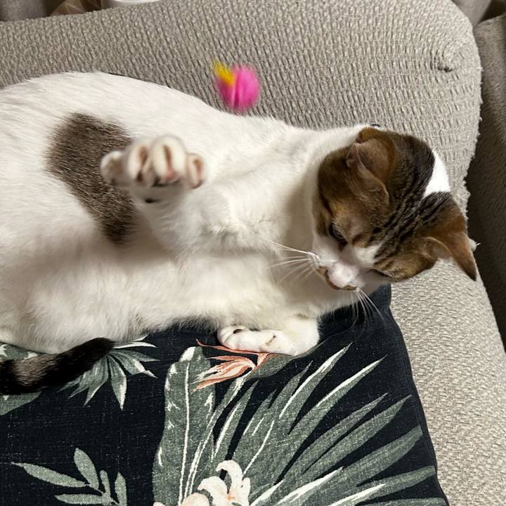 A0055002 8691 4f42 bc55 90aba883c85c 1756119244555