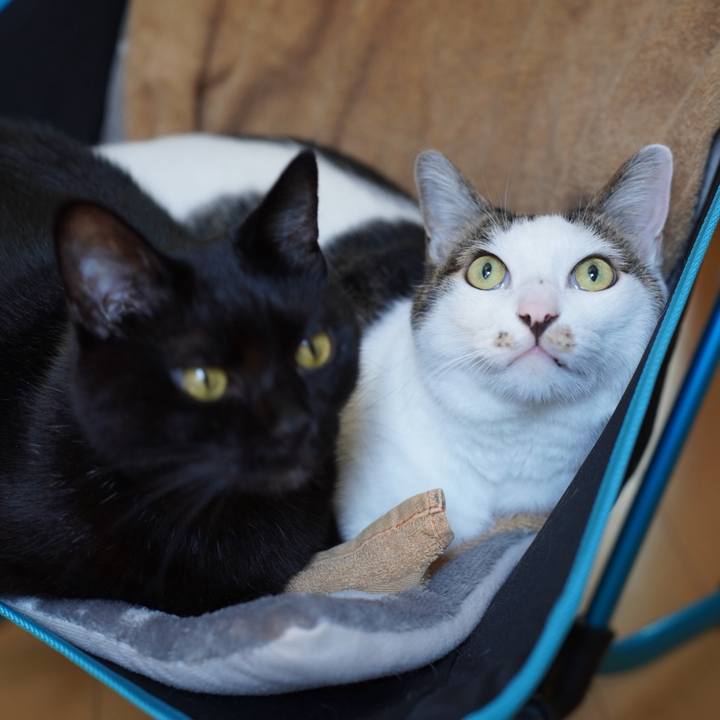 A005fe12 9b77 47a6 b29e f9129e074d68 1730700855301