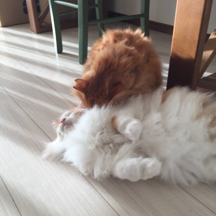 A00667a9 2ec4 4d4b bd21 c1f04fba567e 1515450820177