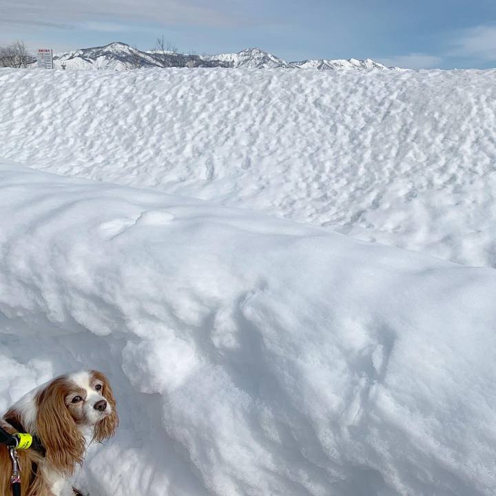 A00889b7 4dc1 4733 97ec 2c465d84a43d 1608781042125