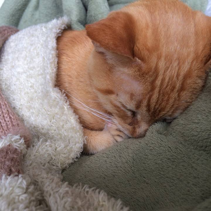 A008a4ea 0e71 40c7 8b19 8348b4f0f59f 1532370040838