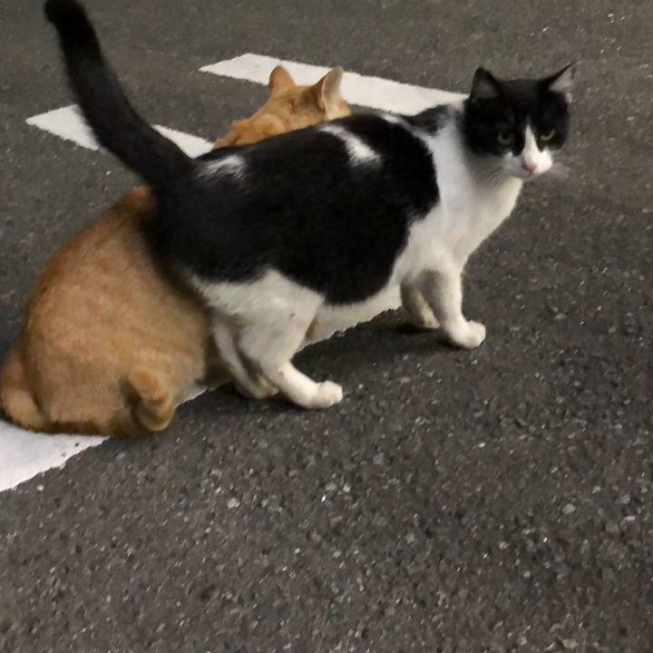 A00a1b60 fa08 4246 97f3 43ae15bc2098 1587466994418