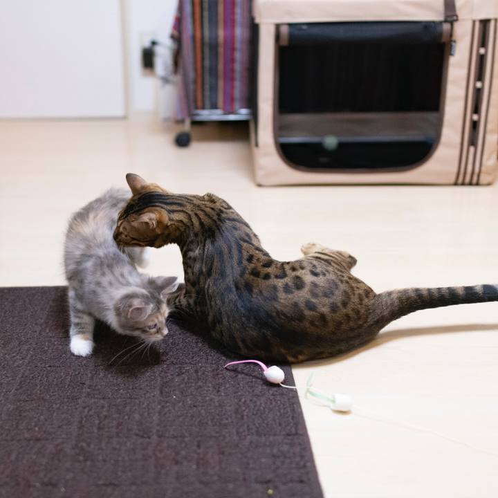 A00c9ed2 5c17 4ad0 bf47 8bd6b839eed9 1537442211458