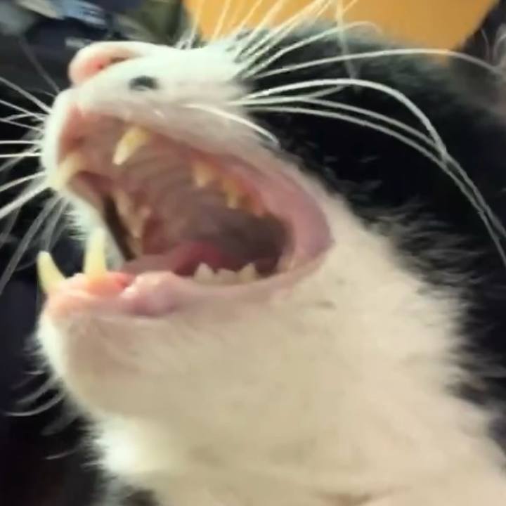 A0113742 d16b 40b3 b36d eddc569f4810 1738459907394