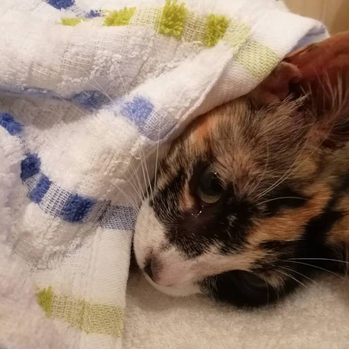 A015a07b 272d 4efe 84d1 d7178b9f66c8 1594024499120