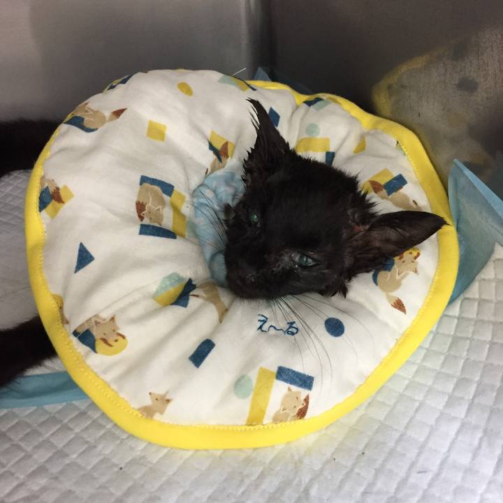 A0172aa0 4b7d 4cc9 bc4c 644f450b0daf 1532522587496