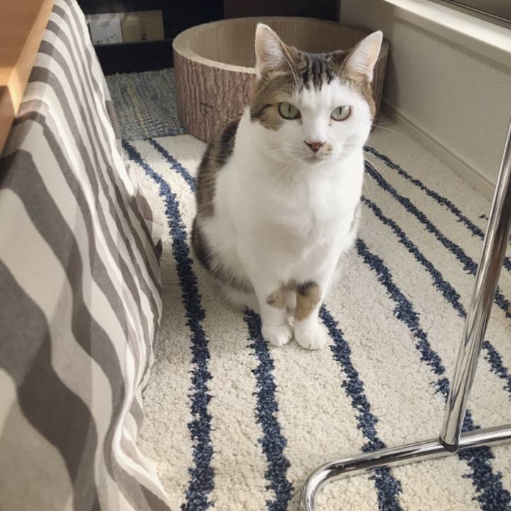 A02001a7 08da 4717 9e3d 5dd4900f92b4 1543633885064