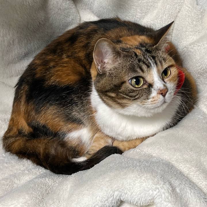 A02052fb 5669 447b b526 7a6e6a9c0563 1764073574314