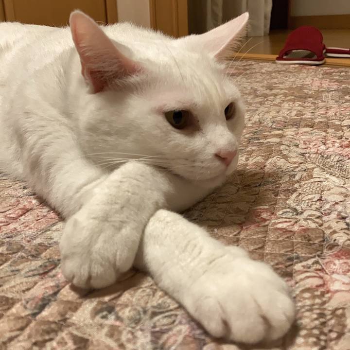 A020836c 26ea 499f 9a44 d0584e3b9449 1633884128591