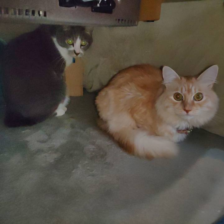 A0211ba4 4785 4fa3 8f01 957b07a747f9 1700086302954