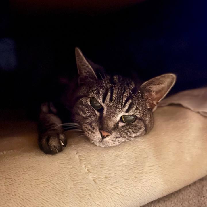 A0212a11 7ef1 4e85 a55f 96e66f4d5d0e 1764764478632