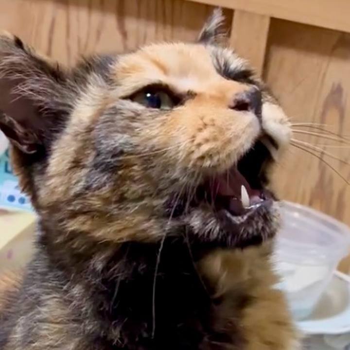 A025cd14 fb95 4cb2 9596 2397de0352c7 1748289939224