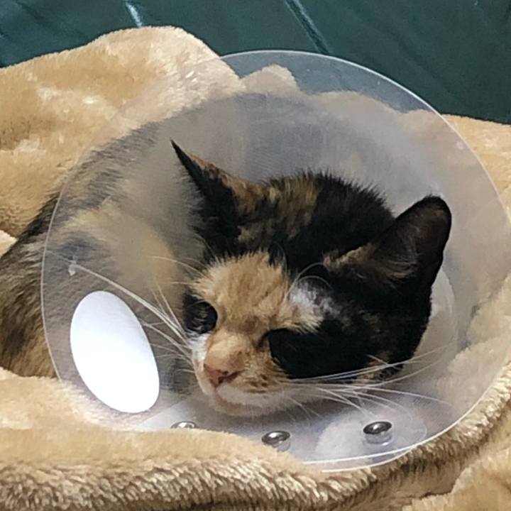 A028ebc6 8c84 4029 8a66 a30660990d2f 1584962491931