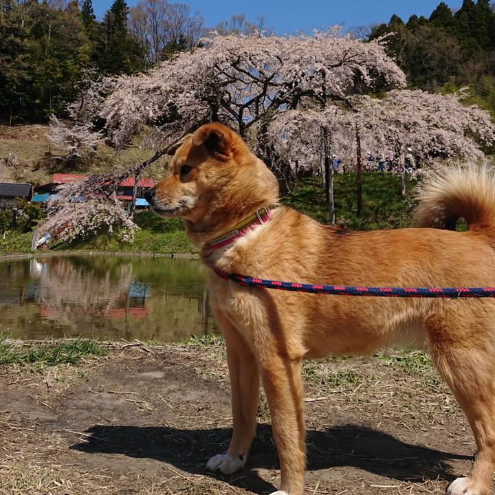 A02b4201 9952 4f91 8842 132f0447d911 1618753277643