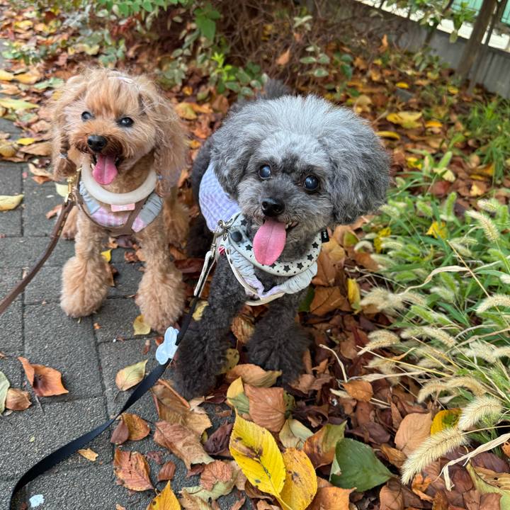 A02e046e a6ce 4b8b 8957 a1f652d8960d 1757457109144