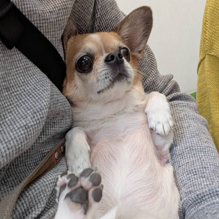 A02e788e d7f8 4e03 a4b8 e1d9c6b2ba3b 1760606398991