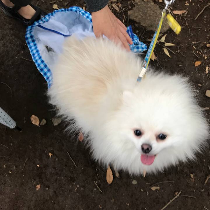 A030c884 3437 4be7 887b bd51d97d6d37 1509155352318