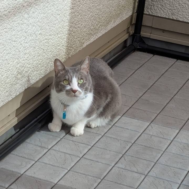 A0316a73 ba4b 44bb 8d80 97ed839e2c5e 1739245029683