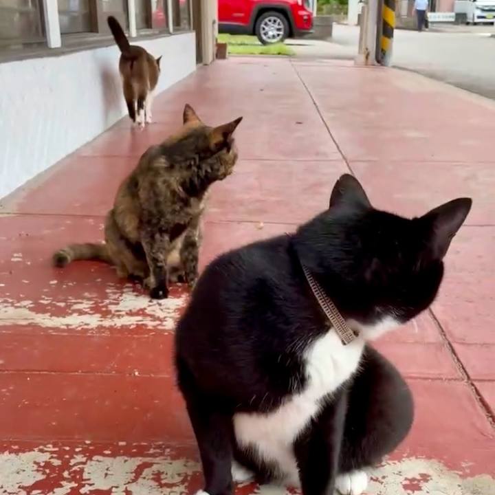 A03243d8 05c4 42bf 8036 78ff20b04616 1754623011267