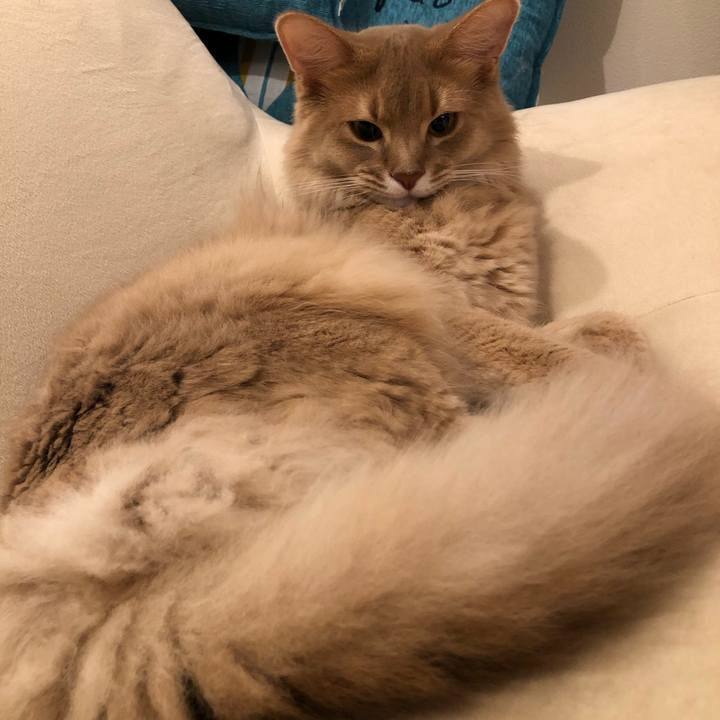 A032d3bc 28e7 4ffe 8d83 89e217ce5c13 1594537056996