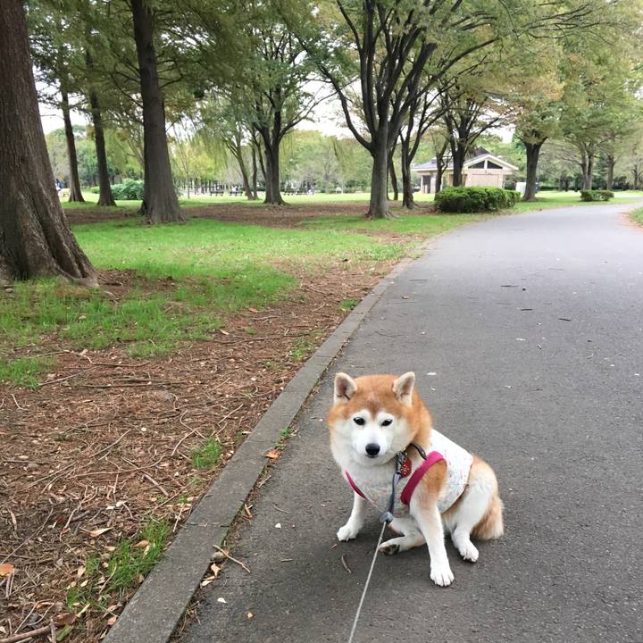 A035db40 5d58 4bc0 9cff 2f82003081da 1539430624300