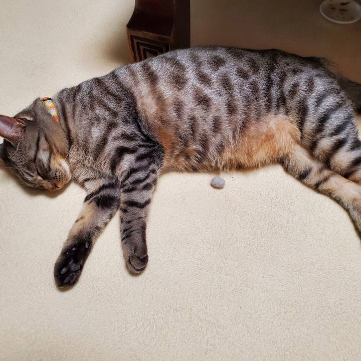 A036dbd4 795a 435c b6d1 44722a72bdc8 1700490557054