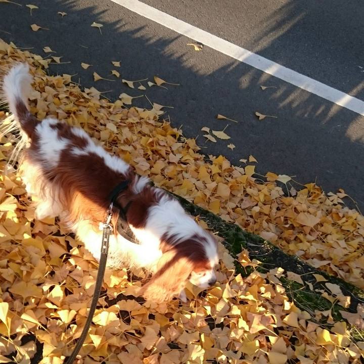 A0395a92 ea37 4e8a 94f5 a30882e50ef9 1542180879323