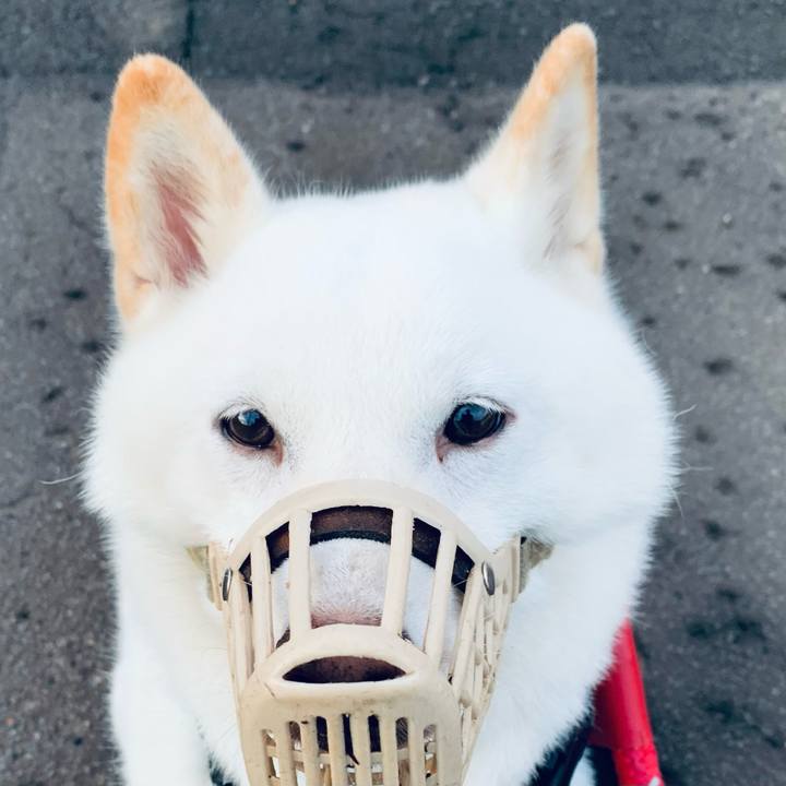 A03b261b 2012 49c8 8932 43243d306e3a 1662411307342