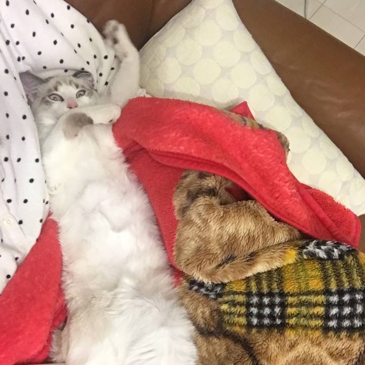 A03bc51c af71 473a 8159 044fc47256c6 1511190237267