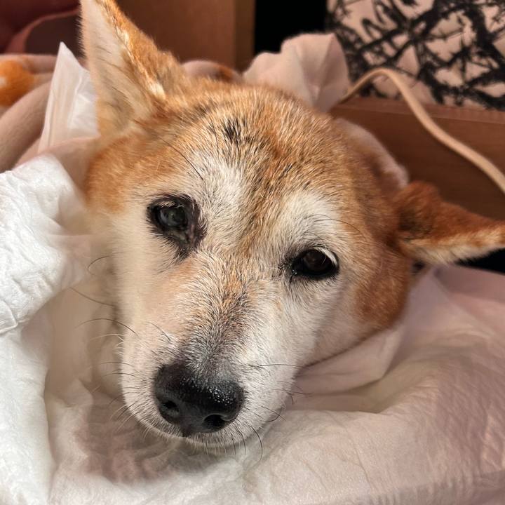 A03bd6a7 e140 42b0 b2db 988f166b32d2 1762930065880