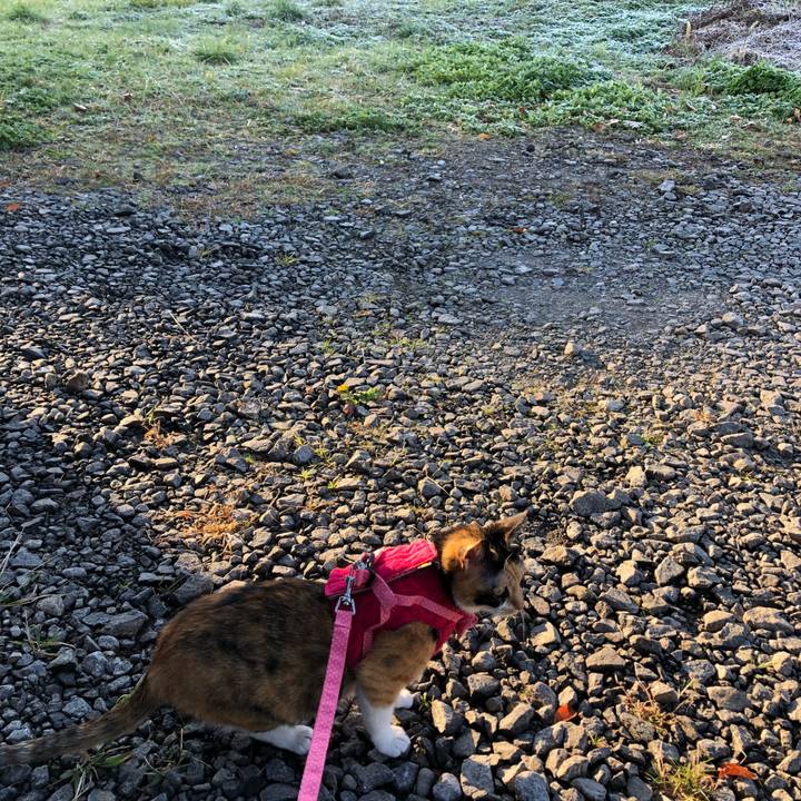 A040385c 63cd 44d3 bb7b 315c5f783fba 1542322735486