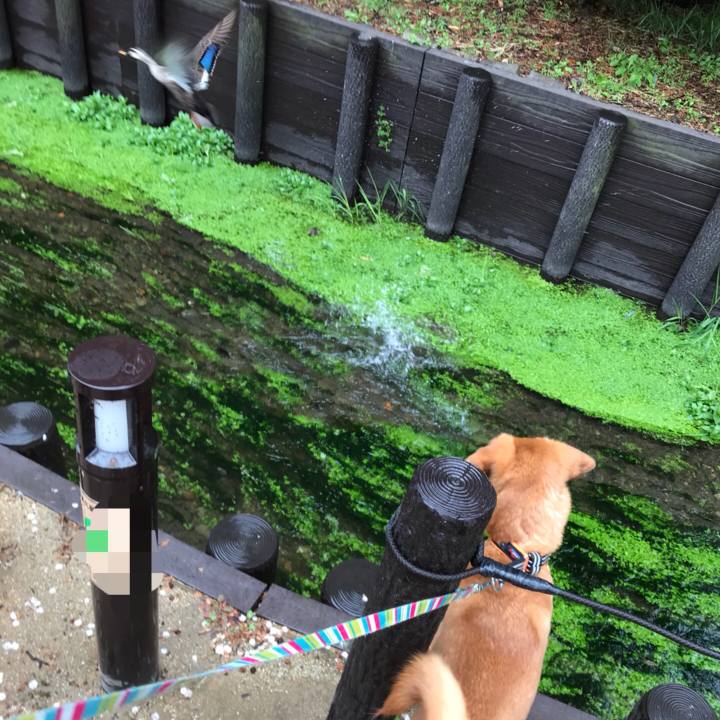 A0411333 ca95 4bd0 88f3 fbd12b9e1ce3 1521679097367