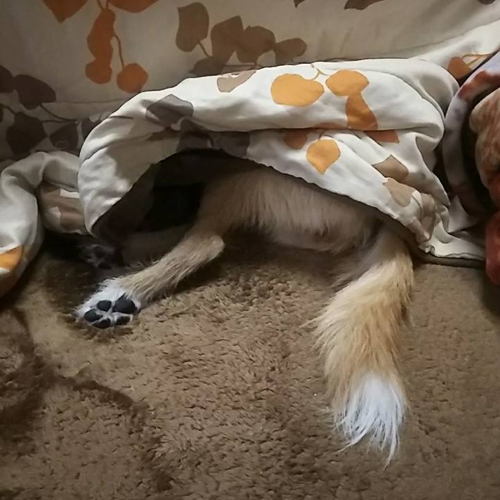 A04486a3 7e22 4a26 9577 66d65593c343 1513154118744